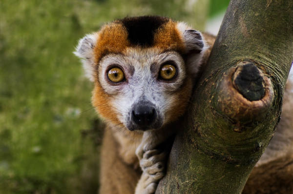 Handelt es sich hierbei um ein Nackenhörnchen?